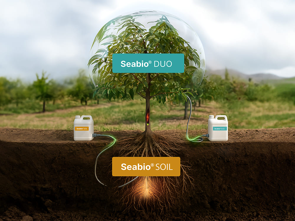 Postcosecha SeabioSOIL